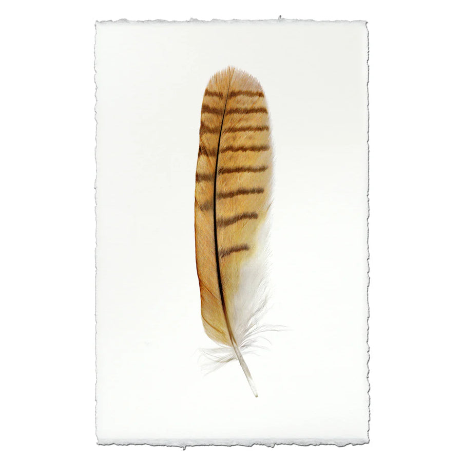 Short-Eared Owl- Feathers