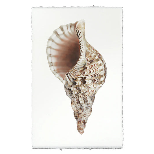 Triton