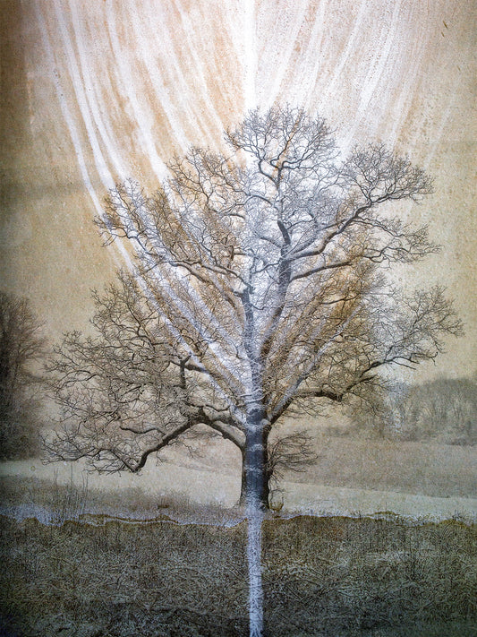 Winter Oak I by Scott Farrell