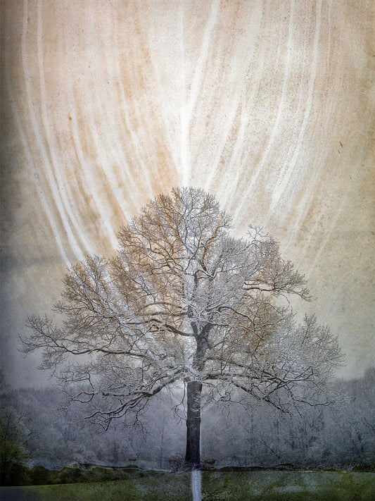 Winter Oak II by Scott Farrell