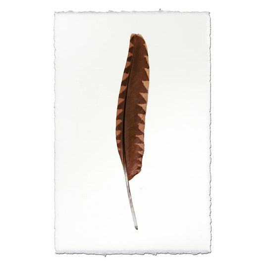 Woodcock