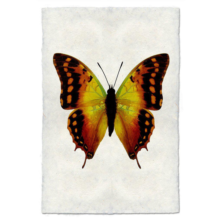 Butterfly #4 Print