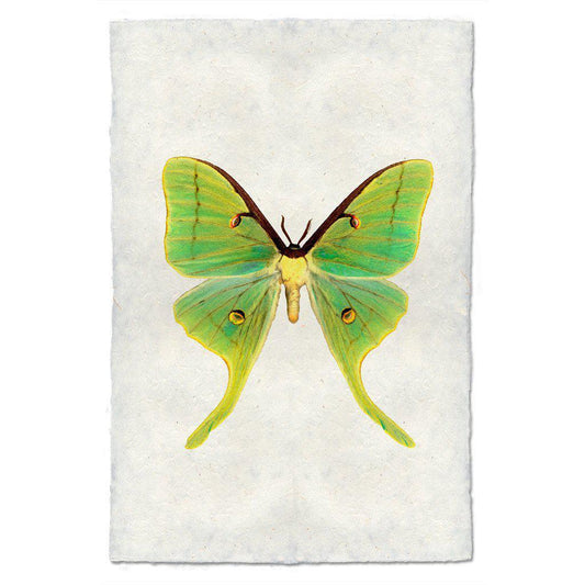 PAPILIONOIDEA #3