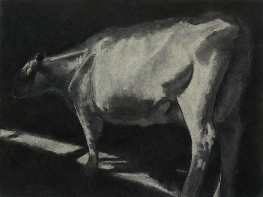 Nicolas V. Sanchez | Cow in Afternoon Light