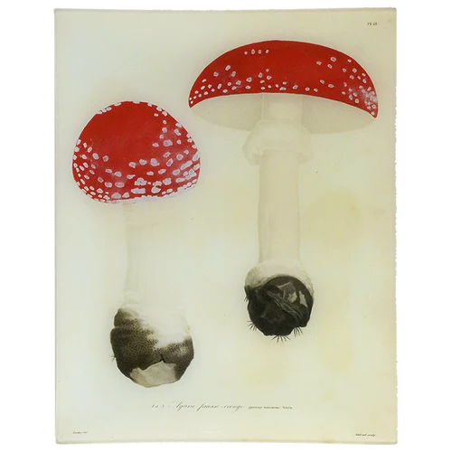 John Derian | Mushrooms (Plate 18) - 11x14" Rectangle Tray