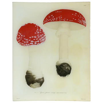 Mushrooms (Plate 18) 11 x 14