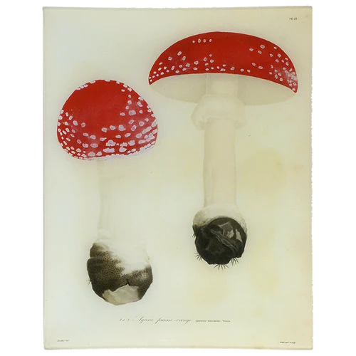 Mushrooms (Plate 18) 11 x 14