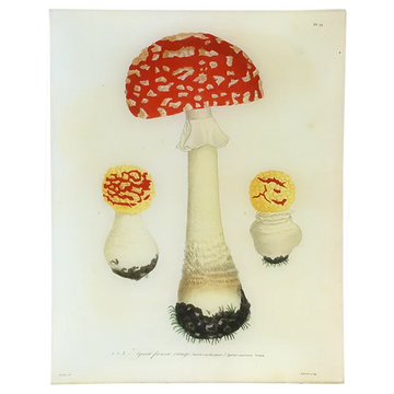 Mushrooms (Plate 19) 11 x 14