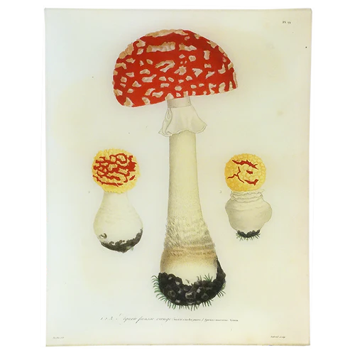 Mushrooms (Plate 19) 11 x 14