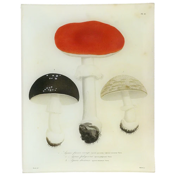 Mushrooms (Plate 20) 11 x 14