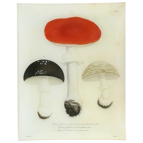 Mushrooms (Plate 20) 11 x 14