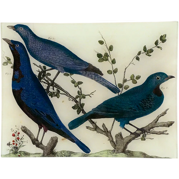 Cotinga XXXIV 10 X 13