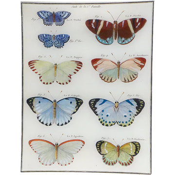 Butterflies 16 10 x 13