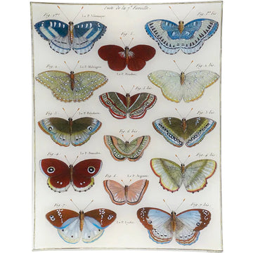 Butterflies 31 10 x 13