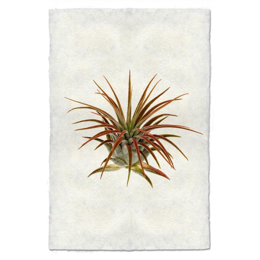 Tillandsia Lonatha ( AIR PLANT #1)