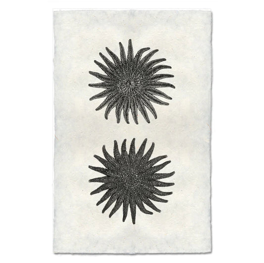 23 Legged Starfish, B&W