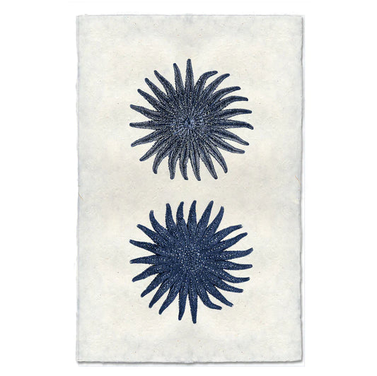 23 Legged Starfish, Blue