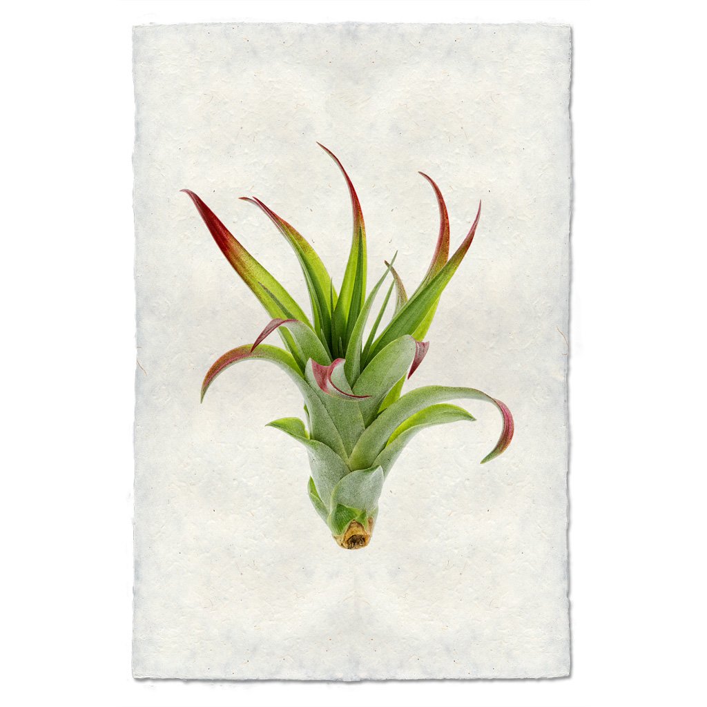 Tillandsia Brachii (AIR PLANT #2)
