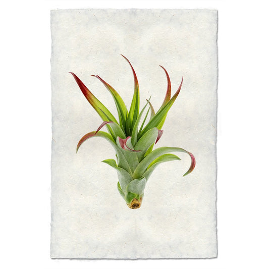 Tillandsia Brachii (AIR PLANT #2)