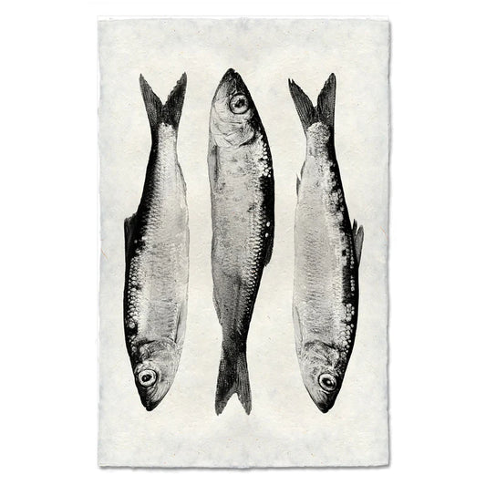 3 Herring, B&W