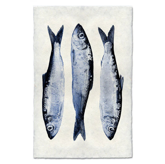 3 Herring, Blue