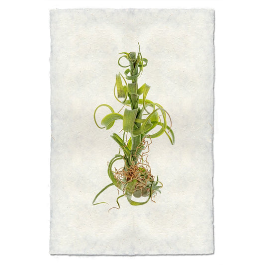 Tillandsia Capitata V. Balbsiana (AIR PLANT #3)