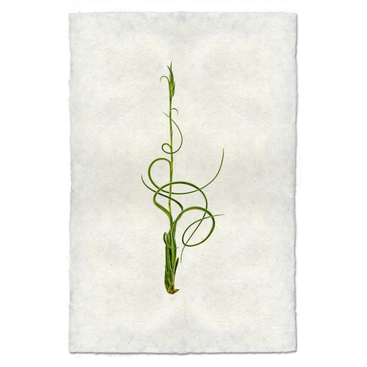 Tillandsia Capitata V. Balbisiana (AIR PLANT #4)