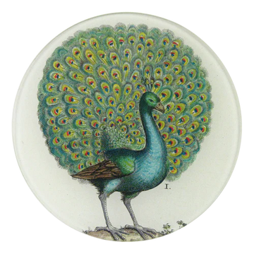 Coy Peacock 5 3/4