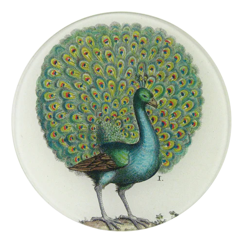Coy Peacock 5 3/4