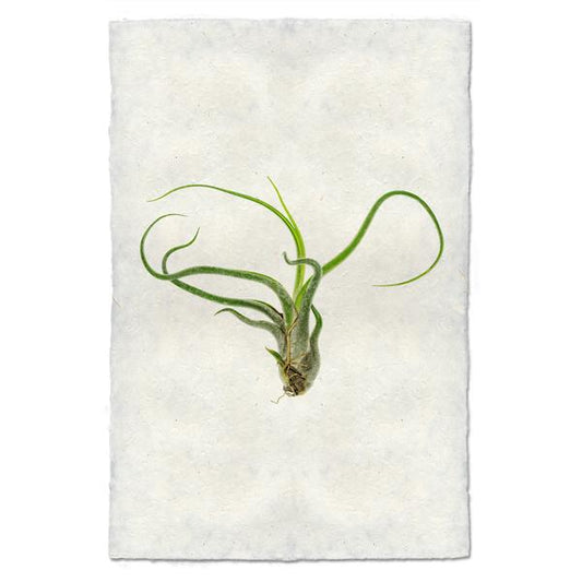 Tillandsia Caput-Medusae (AIR PLANT #5)
