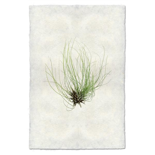 Tillandsia Fuchsii (AIR PLANT #6)