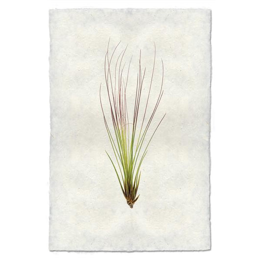 Tillandsia Juncifolia (AIR PLANT #7)