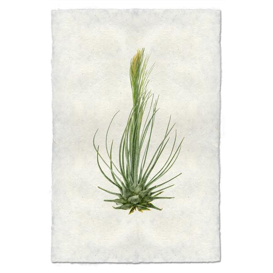 Tillandsia Plumosa (AIR PLANT #8)