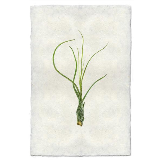 Tillandsia Butzii (AIR PLANT #9)