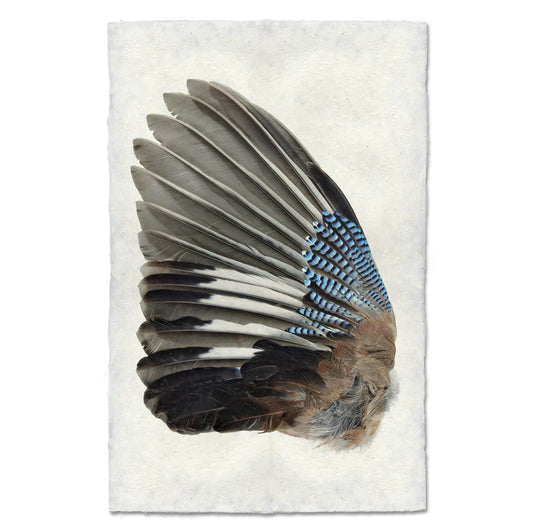 Blue Jay Wing, Left