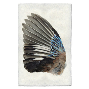 Blue Jay Wing (Left) - Feathers