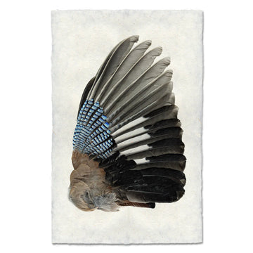Blue Jay Wing (Right) - Feathers