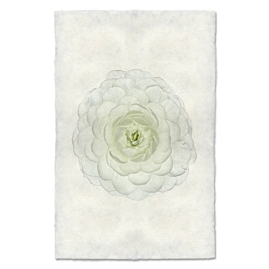 WHITE RANUNCULUS