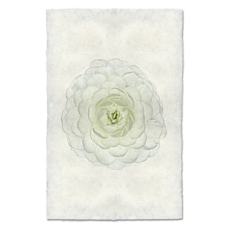 WHITE RANUNCULUS