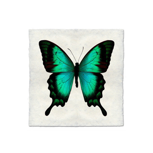 Butterfly #1 Print