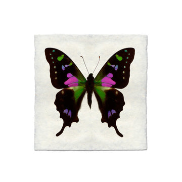 Butterfly #2 Print