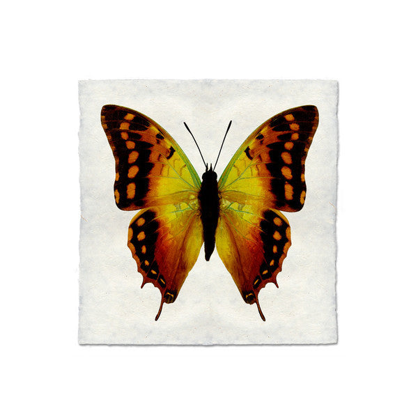 Butterfly #4 Print