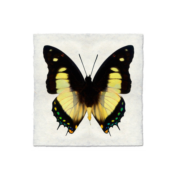 Butterfly #5