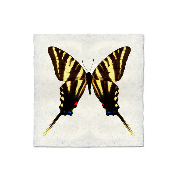 Butterfly #6