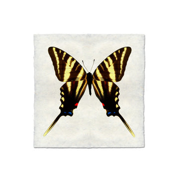 Butterfly #6 Print