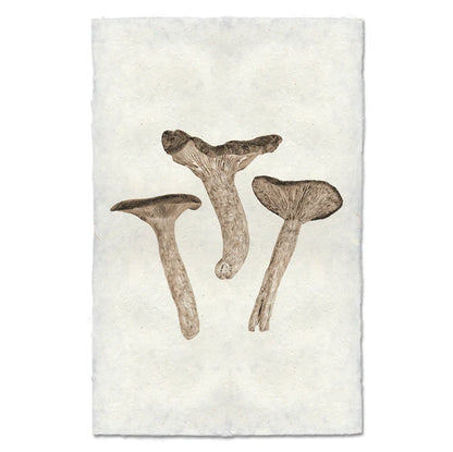 Candy Cap Mushroom