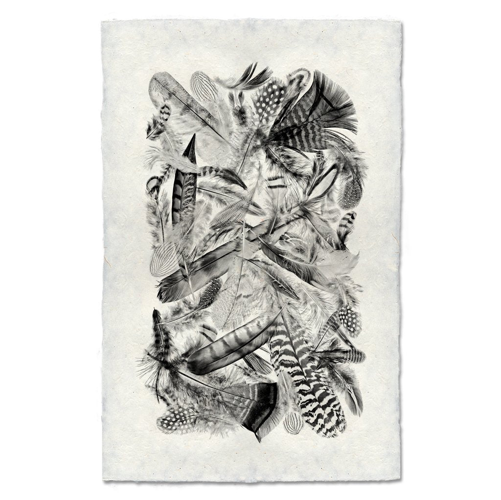 Collective Feathers, B&W
