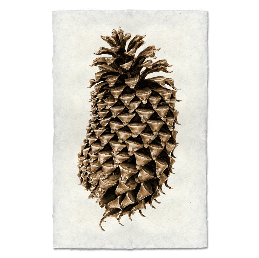 COULTER PINE CONE