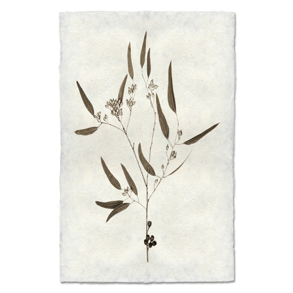 EUCALYPTUS #5