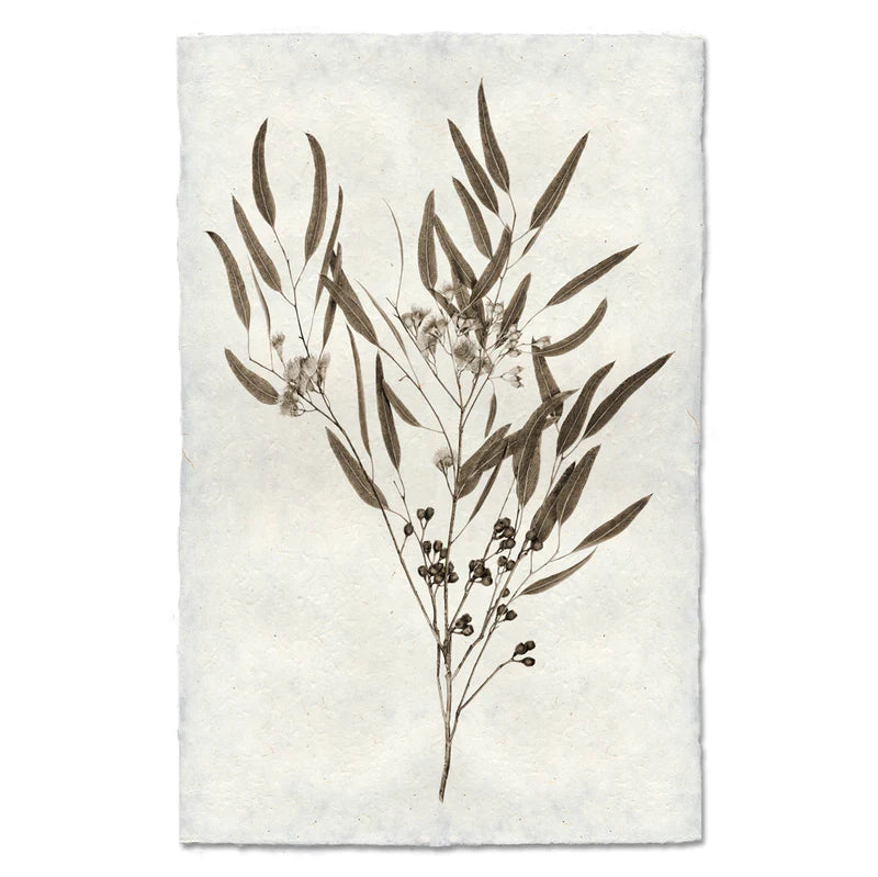 EUCALYPTUS #6